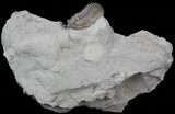 Flexicalymene Trilobite From Ohio #45056-2